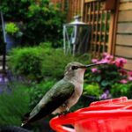 easy homemade bird food recipe